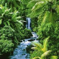 tropical-garden
